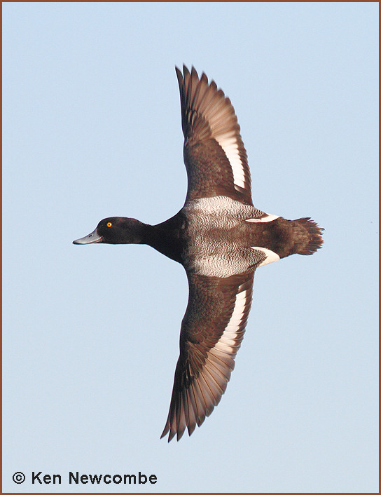 Lesser Scaup